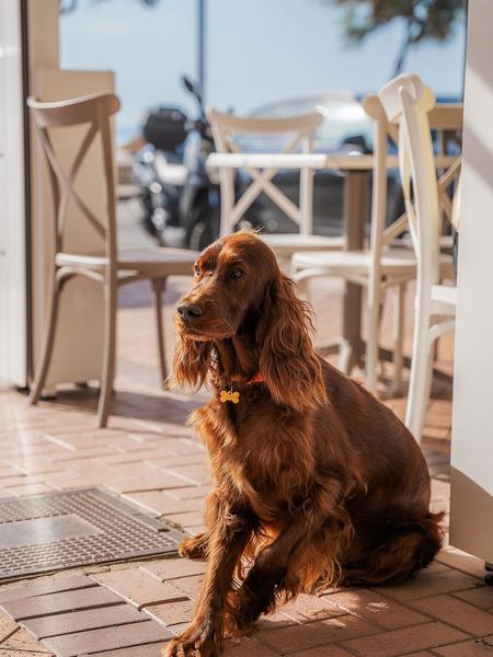 A dog waiting on the terrace.